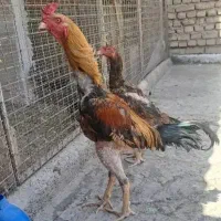خروس لاری ترک