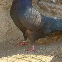 کبوتر عتیقه