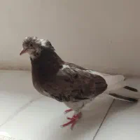 سرور سالم