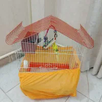 مرغ عشق