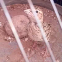 جوجه سهره خاکی یا سقا
