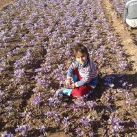 زعفران و پیاز شراکت