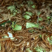 میلوورم دوبیا