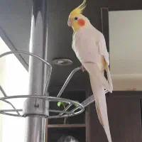 عروس هلندی باقفس ولونه