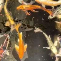 فروش زیر قیمت انواع نژاد ماهی کوی بدلیل تعمیرات