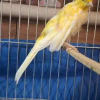 تعدادی قناری