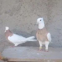 جفتی