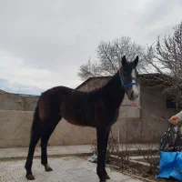 کره مادیان ترکمن هشت ماهه خط خونی بینظیر کورسی