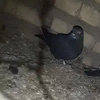 کبوتر پرشی