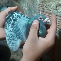 کبوتر مسافتی سرعتی و بلند
