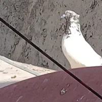 کبوتر یا کفتر
