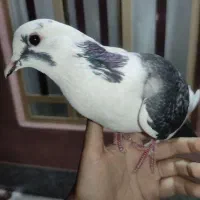 کفتر