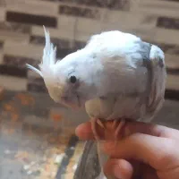 عروس هلندی مرغ عشق کوتوله فنچ