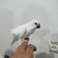 جوجه راهب سفید