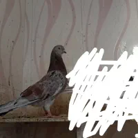 کبوتر ماده