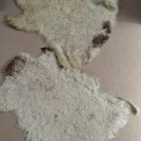 پوست بره گوسفندی