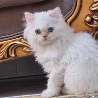 گربه پرشین چشم آبی
