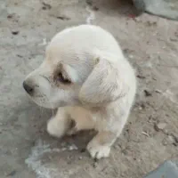 سگ روباهی پاکوتاه