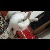 خرگوش