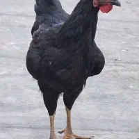 خروس جوان نژاد اصیل قلم دار