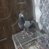 پلاکی سبز