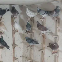 کفتر خوب صورت صاف