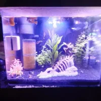 آکواریوم معاوضه با پرنده