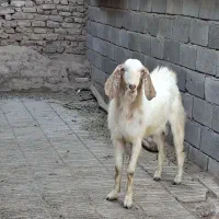 یه نر خوش اصل اصیل دار با یه ماده بچش فروشی هستن