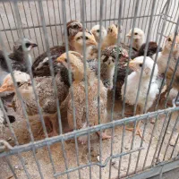 جوجه مرغ و خروس برهما گلین گلپایگانی پاپری یک ماهه