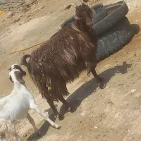بزه