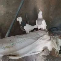 طوقی|پرنده|لردگان, |دیوار