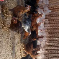 مرغ