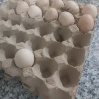 تخم بقلمون