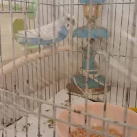 مرغ عشق رنگ خاص