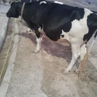 گاو هلشتاین اصل8ماه آبستن، گوساله یکساله سیمنتال