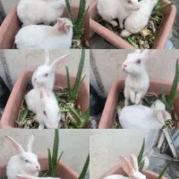 خرگوش