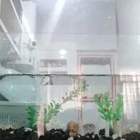 آکواریوم با ماهی ‌گوپی و سنگ و درختچه