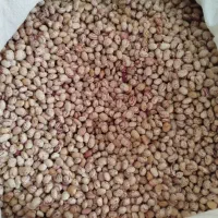 لوبیا چیتی سده
