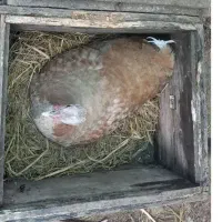بوقلمون کرچ ۲۱دونه تخم زیرشه