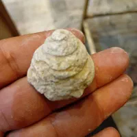 تعداد ۵۰ عدد فوسیل