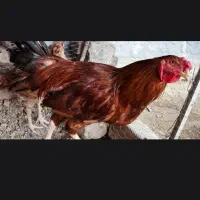 خروس