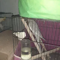 عروس هلندی نر