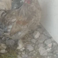 خروس جوان