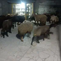 18راس میش داشتی درجه ۱