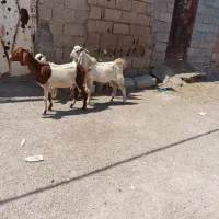 3 عدد افقانی بز و 2 عدد بره.