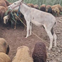 فروش خر
