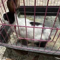 فروش خرگوش