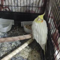 عروس هلندی رایگان