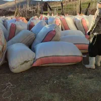 کاه نرم و سفید دیم کردستان