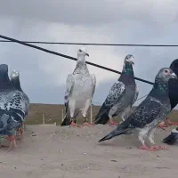 کبوتر کفتر سوسکی سبز سار گلی آلمانی مسافتی